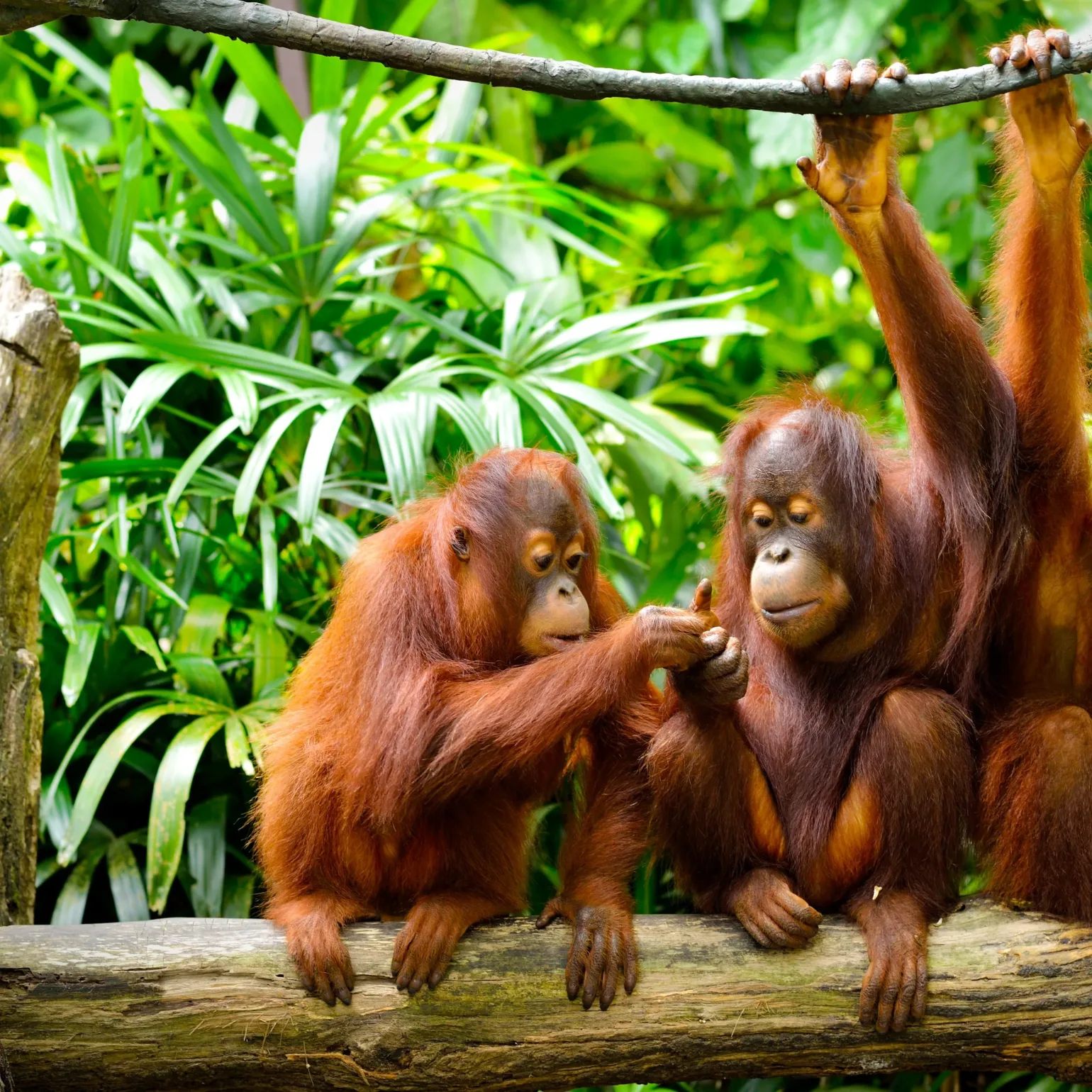 Wildlifedreamtour.com - Borneo Orangutan Tour Borneo Orangutan Tour