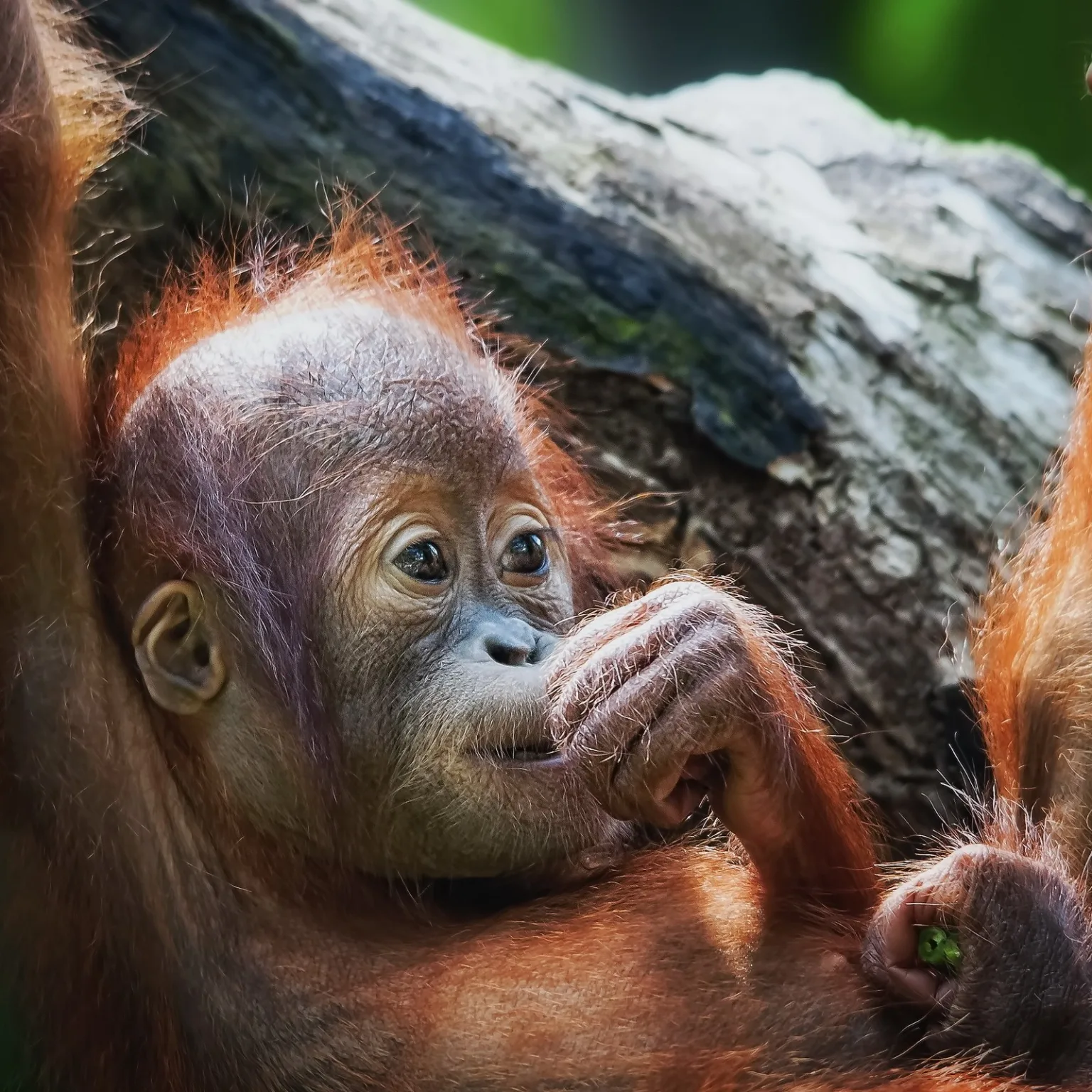 wildlifedreamtour.com-Borneo Orangutan Tour – Houseboat