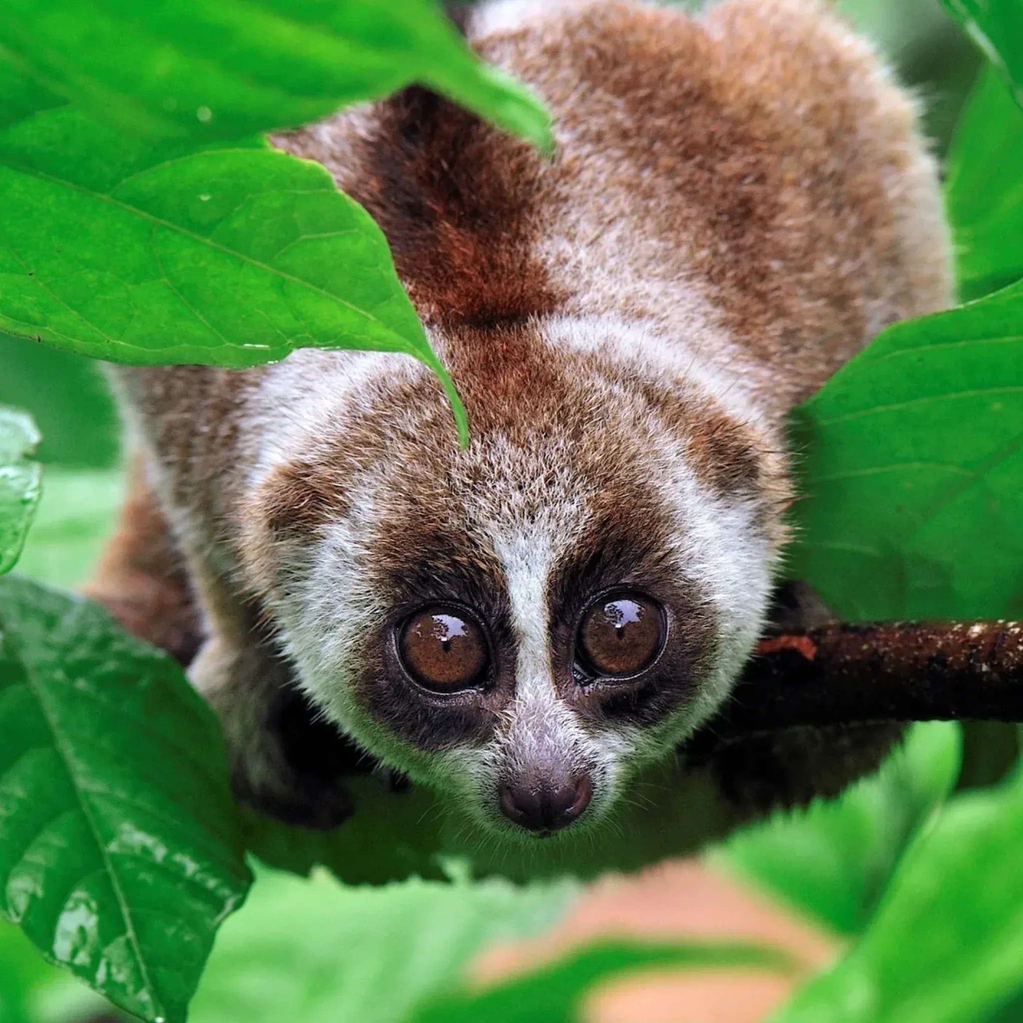 wildlifedreamtour.com-Sumatra Ketambe Jungle Trekking