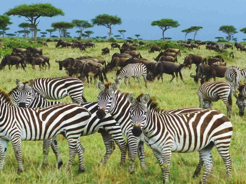 Wildlife Dream Tour 4 Day Tanzania Safari