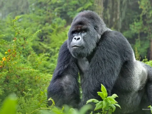 Gorilla & Chimpanzees Tour Uganda