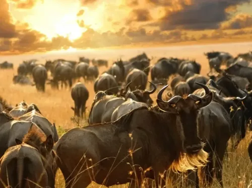 wildlife-dream-tour-Serengeti Great Migration Safari