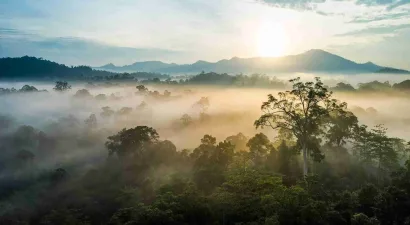 old-borneo-rainforest